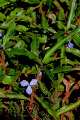 Coleotrype natalensis