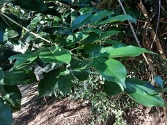 Chionanthus peglerae