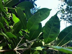 Chionanthus peglerae