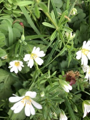 Rabelera holostea