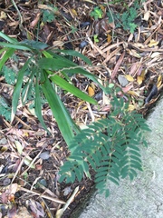 Paraserianthes