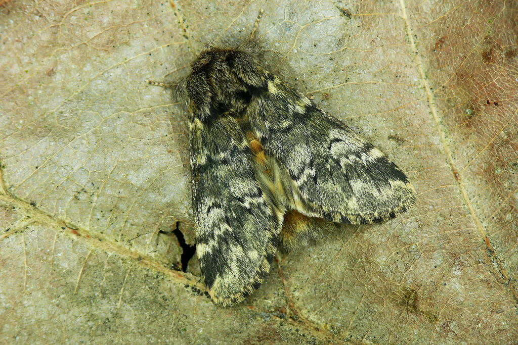 Lunar Marbled Brown, photo 1 of 9