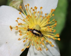 Attalus circumscriptus