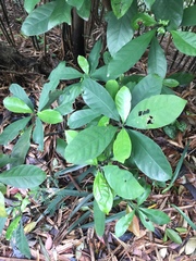 Psychotria asiatica