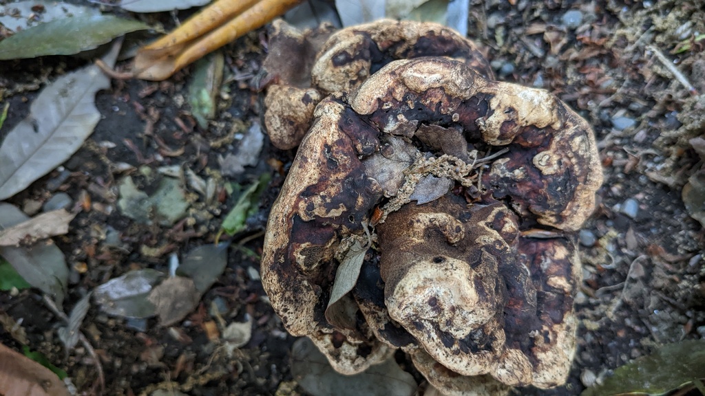 Vanderbylia fraxinea