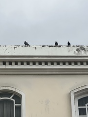 Columba livia domestica