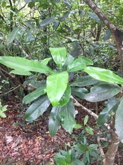 Acronychia pedunculata