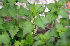 Lamium album