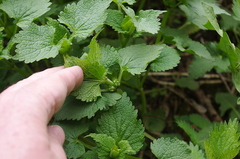 Lamium album