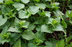Lamium album
