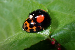 Harmonia axyridis