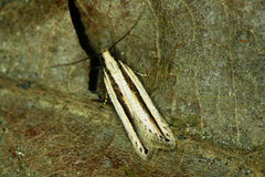 Mirificarma interrupta