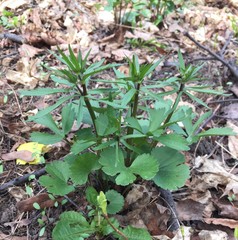Ranunculus fallax