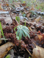 Eranthis stellata