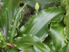 Veltheimia