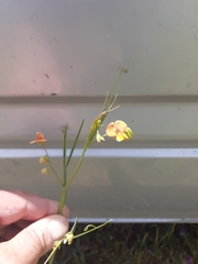 Lathyrus hierosolymitanus