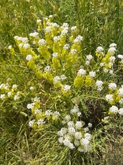 Peltaria angustifolia