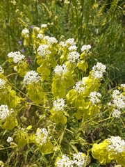 Peltaria angustifolia