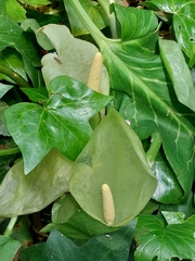Arum italicum