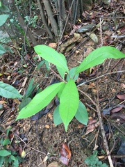 Psychotria asiatica