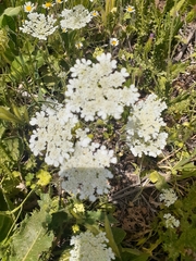 Tordylium trachycarpum