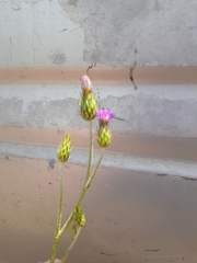 Carduus argentatus