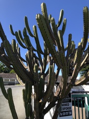 Myrtillocactus