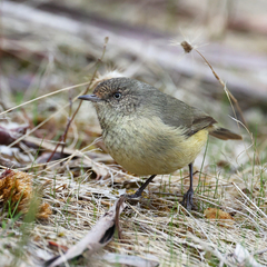 Buff-Rumped Thornbill photo 4