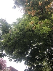 Aesculus hippocastanum