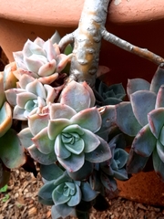 Graptopetalum