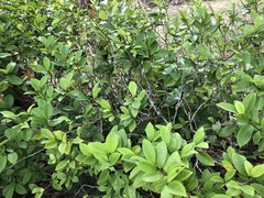 Magnolia figo