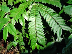 Archidendron clypearia