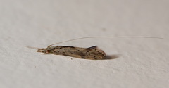 Oecetis australis