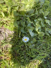 Bellis perennis