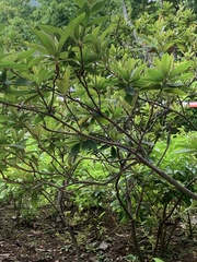 Daphniphyllum calycinum