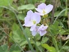Cardamine pratensis