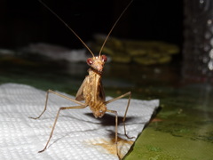 Dystacta