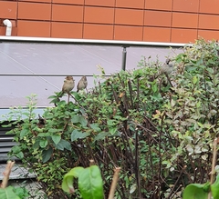 Passer domesticus