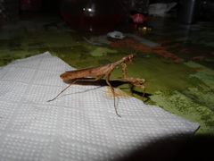Dystacta