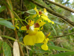 Oncidium cultratum