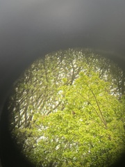 Troglodytes troglodytes