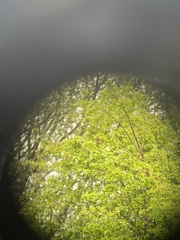 Troglodytes troglodytes