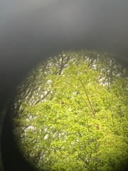 Troglodytes troglodytes