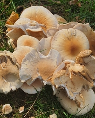 Agaricales