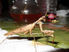 Dystacta