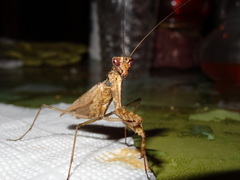 Dystacta