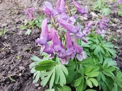 Corydalis solida