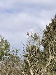 Buteo buteo