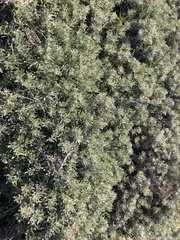 Arctotis stoechadifolia