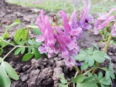 Corydalis solida